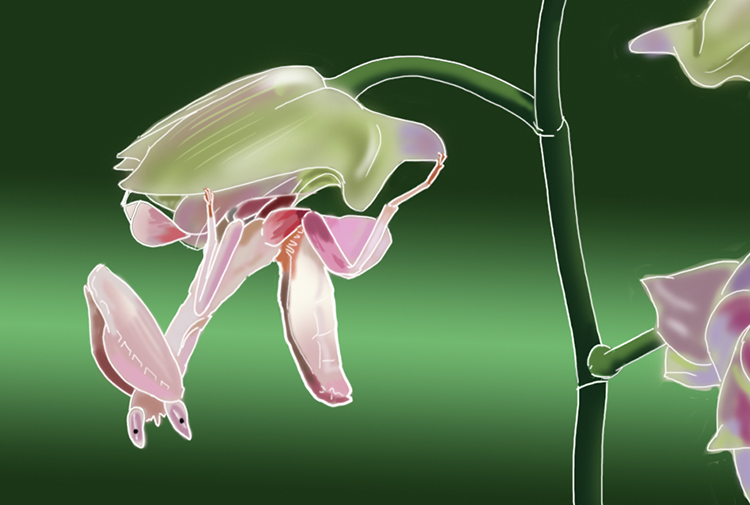 Orchid mantis plant has grown limbs and can be found amongst orchid flowers waiting to pounce on insects to trap